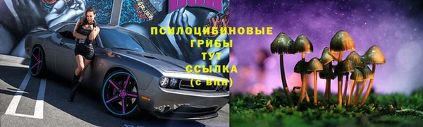 прущие грибы Вязники