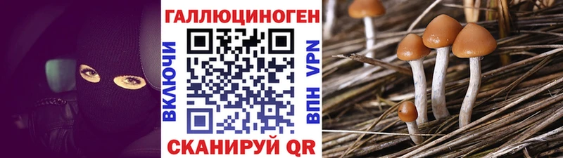 Псилоцибиновые грибы Psilocybine cubensis  Северск 